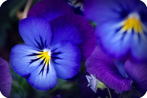 Indigo Blue Flowers | Smiles Are Free | Flickr