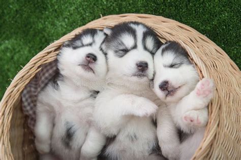 Siberian Husky Puppies Sleeping In Basket Bed Stock Image - Image of canine, fleece: 68535831