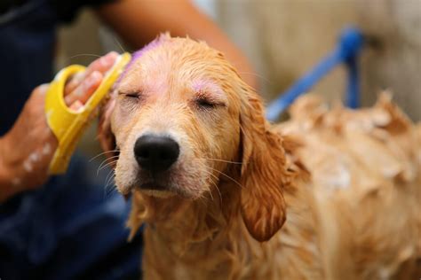 A Full Guide To Golden Retriever Grooming - Tips & Tricks