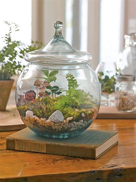 Terrarium Plants For Sale Near Me