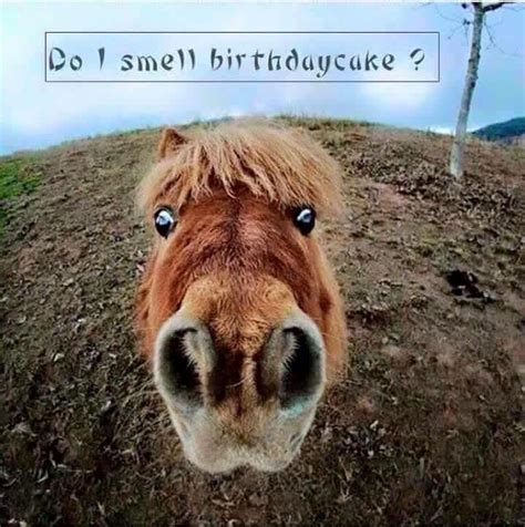 Pin by Peggy Patterson on Horse Humor and cute pics | Funny happy ...