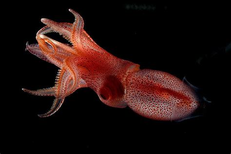 How this cockeyed squid shines a light on deep sea evolution - CSMonitor.com