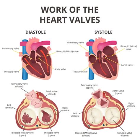 Leaky Heart Valve: Symptoms, Causes, and Treatments – Page 12 – ActiveBeat – Your Daily Dose of ...