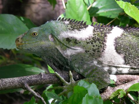 Top 10 Fiji Crested Iguana Facts - A Beautifully Bright Iguana