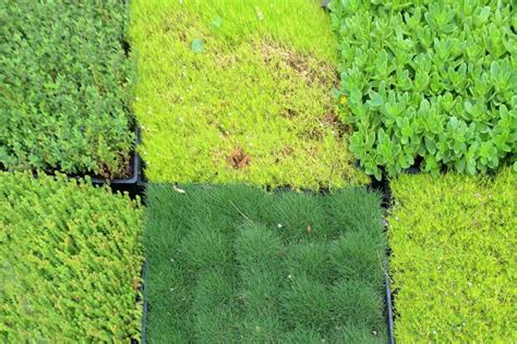 Grass alternatives for the lawn, surprise your neighbors and cut out ...