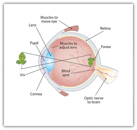 Cow eye diagrams - infoplum