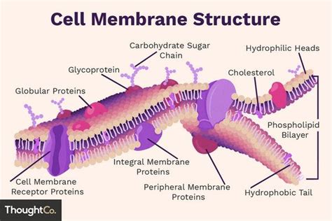 Cell Membrane: Definition, Structure, and Functions