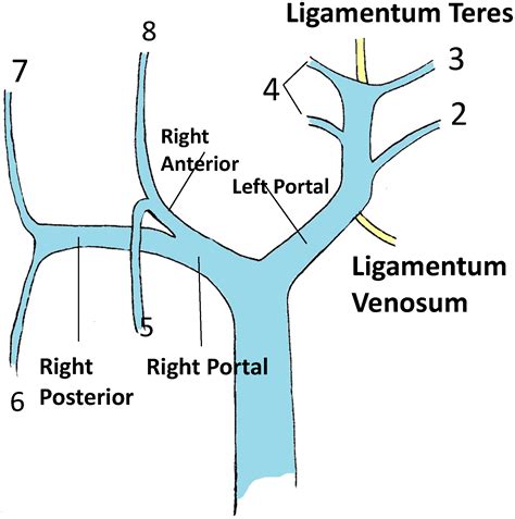 Portal Triad Anatomy - Anatomy Diagram Book