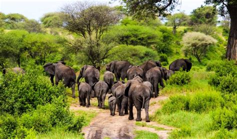 The Best Places to See Wildlife in Tanzania - Quick Guide