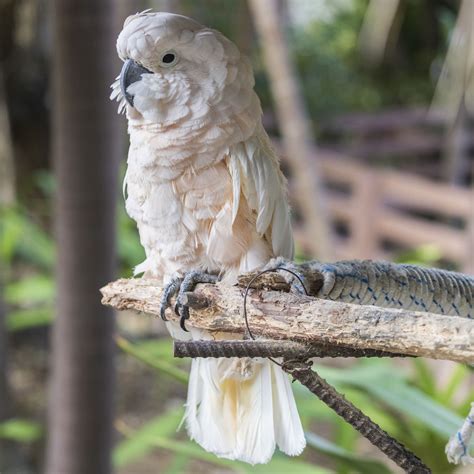 Moluccan Cockatoo Bird Species Profile