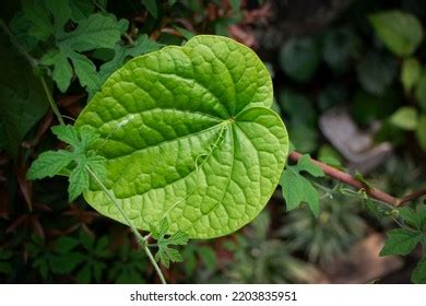 2,301 Piper Sarmentosum Leaves Images, Stock Photos & Vectors | Shutterstock