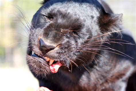 Black Panther Eating 1 Free Stock Photo - Public Domain Pictures