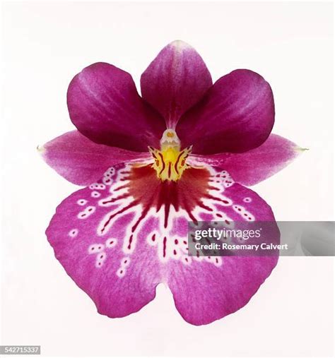 111 Miltonia Orchid Stock Photos, High-Res Pictures, and Images - Getty ...