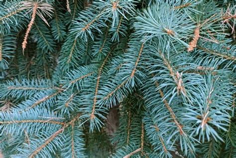 13 Different Types of Spruce Trees (+ Pics) - Conserve Energy Future