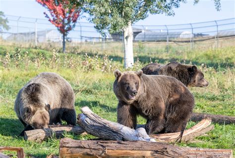 Some Alaska bears spent a lot of time eating berries, so this biologist ...