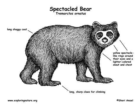 Bear (Spectacled)