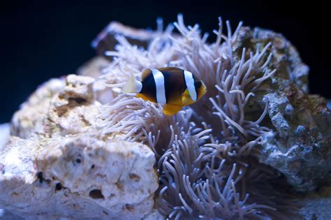 Free Stock Photo 7396 Anemonefish with a sea anemone | freeimageslive