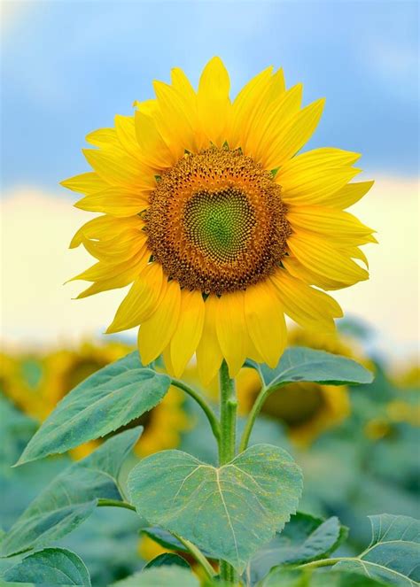 Single sunflower isolated by Iordache Laurențiu on 500px | Sunflower ...