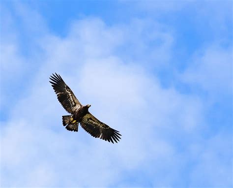 Juvenile Bald Eagle Flying Photograph by Deborah Ferrin - Fine Art America