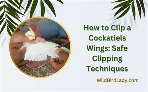 How to Clip a Cockatiels Wings: Safe Clipping Techniques