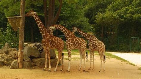 Aaron took this photo at the Nuremberg Zoo. | Photo, Zoo, Nuremberg