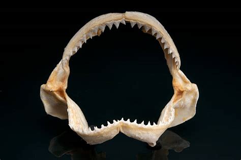 Shark Skeleton Stock Photos, Pictures & Royalty-Free Images - iStock