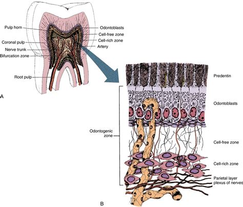 9. Dental pulp | Pocket Dentistry