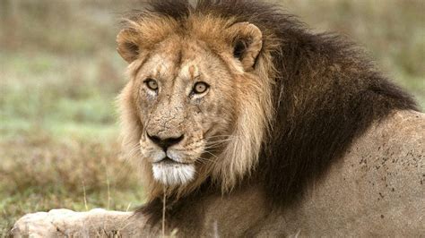 The African Lion | King Of All Animals | Wildlife Of World