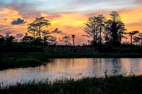 Reflections of Sunset Silhouette in the Cypress Swamp Stock Image - Image of natural, peaceful ...