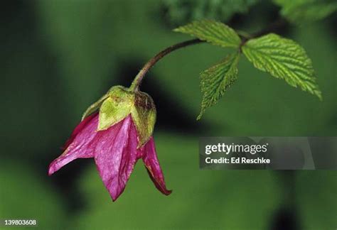 Salmonberry Photos and Premium High Res Pictures - Getty Images