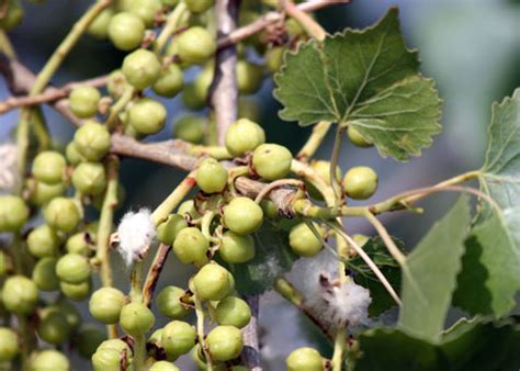 Cottonwood facts and health benefits