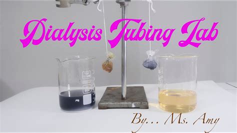 Osmosis Experiment: Dialysis Tubing Lab #hypertonic #hypotonic - YouTube