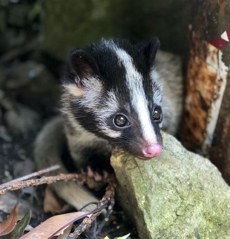 Masked Palm Civet | Masked palm civet, Rare animals, Weird animals