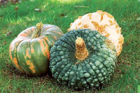 3 Heirloom Pumpkins – Mother Earth News