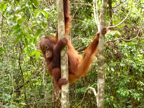 Tanjung Puting National Park | Camp Leakey | Dan Thu Nguyen | Flickr