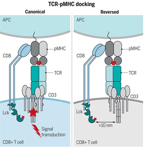 Canonical T cell receptor docking on peptide–MHC is essential for T cell signaling | Science