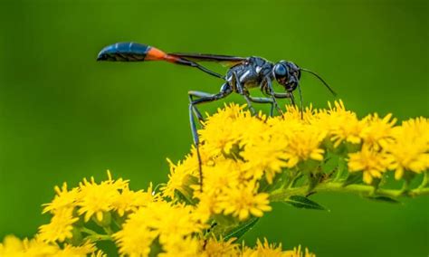 Goldenrod vs Ragweed: 5 Key Differences - A-Z Animals