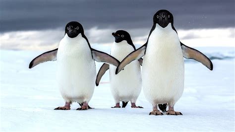 Why Penguins Are Endangered - Danger Choices