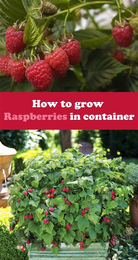 How to grow Raspberries in container #FlowerGardening | Raspberry plants, Growing raspberries ...