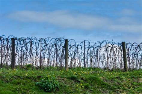 Tips For Training Raspberries - Learn How To Trellis Raspberry Plants