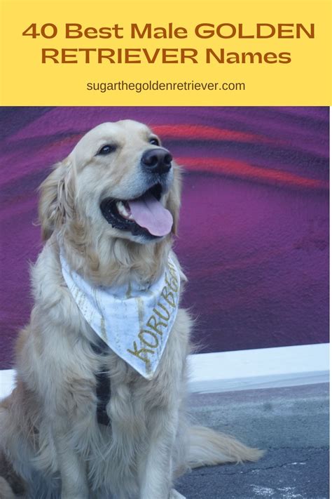 400+ Of The Best Most Cutest Golden Retriever Dog Names Ever - Golden Woofs