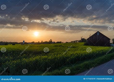 Sunset by a canola field stock image. Image of ecology - 117161519