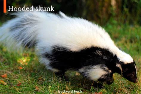 can skunks jump or climb - Fucking Incredible Blawker Ajax