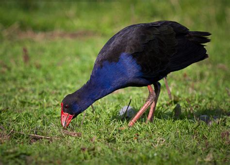 New Zealand Pukeko by pwillyams on DeviantArt