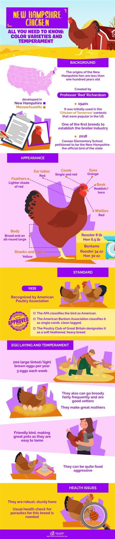 New Hampshire Chicken All You Need To Know: Color Varieties and Temperament