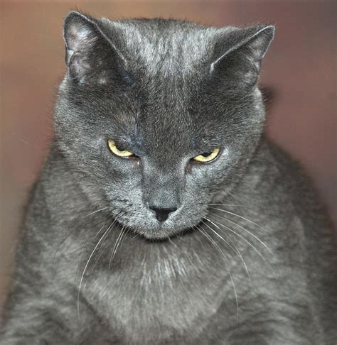 Grumpy Cat Photograph by Richard Bryce and Family - Fine Art America