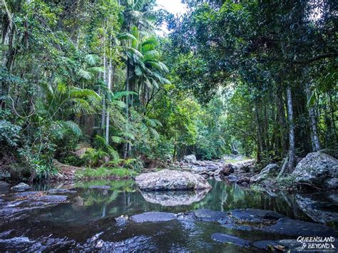 Hiking Springbrook National Park: A Waterfall Guide | National parks, National park camping, Park