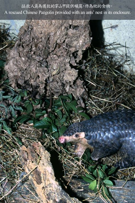 World Pangolin Day 2014 - What Do Pangolins Eat? | KFBG Blog::Kadoorie ...