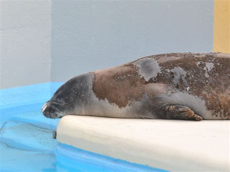 The Online Zoo - Hawaiian Monk Seal