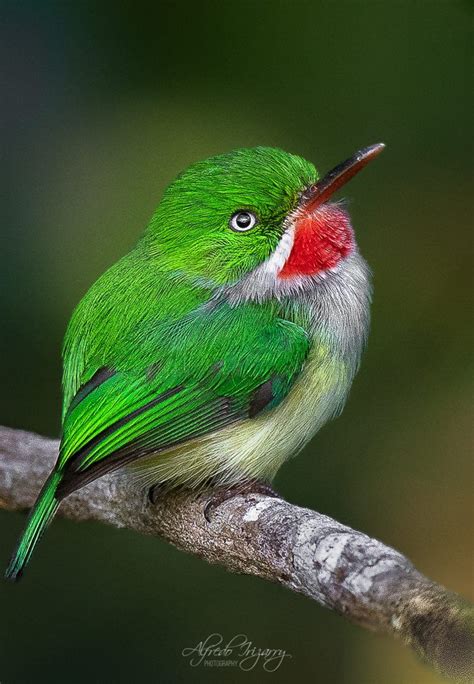 Puerto Rican Tody. Todus mexicanus. Pretty Birds, Cute Birds, Beautiful Birds, Animals Beautiful ...